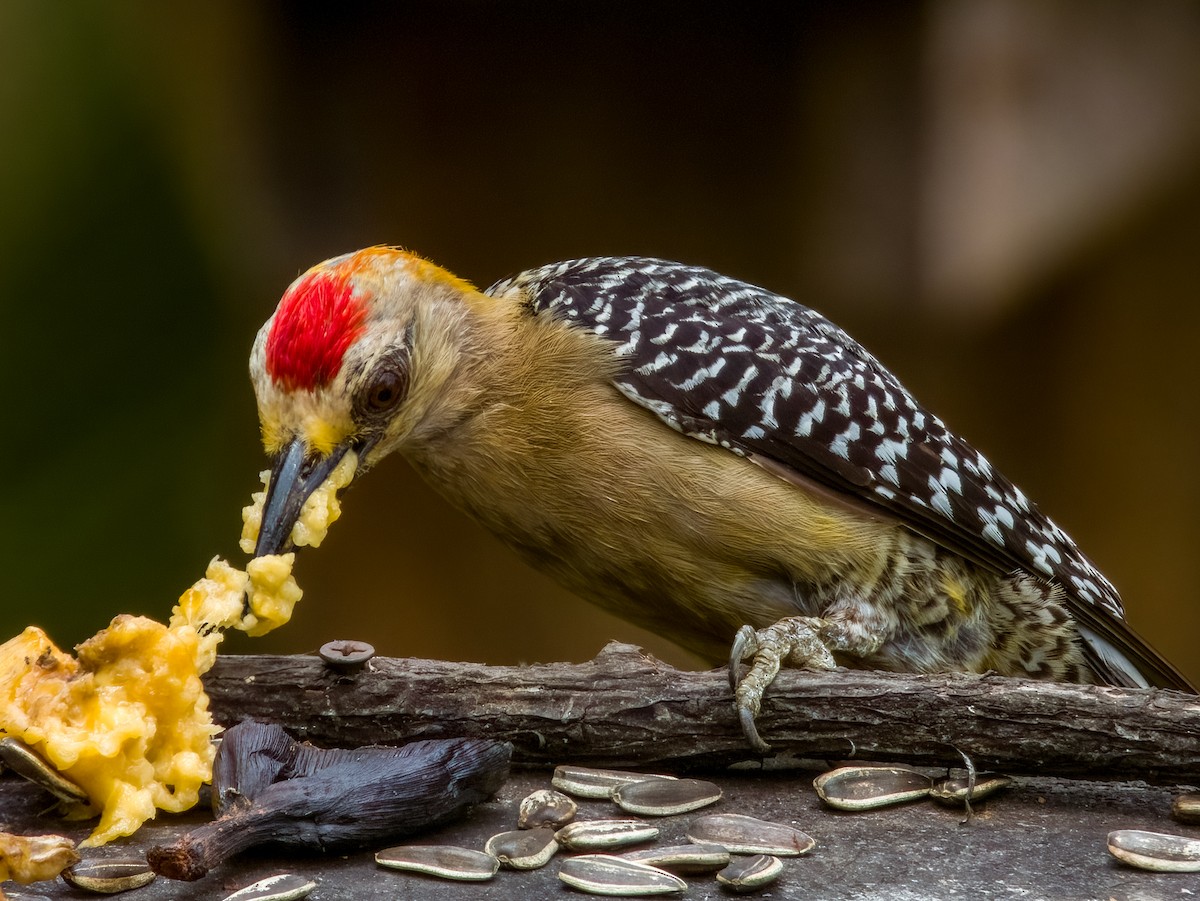 Hoffmann's Woodpecker - Imogen Warren