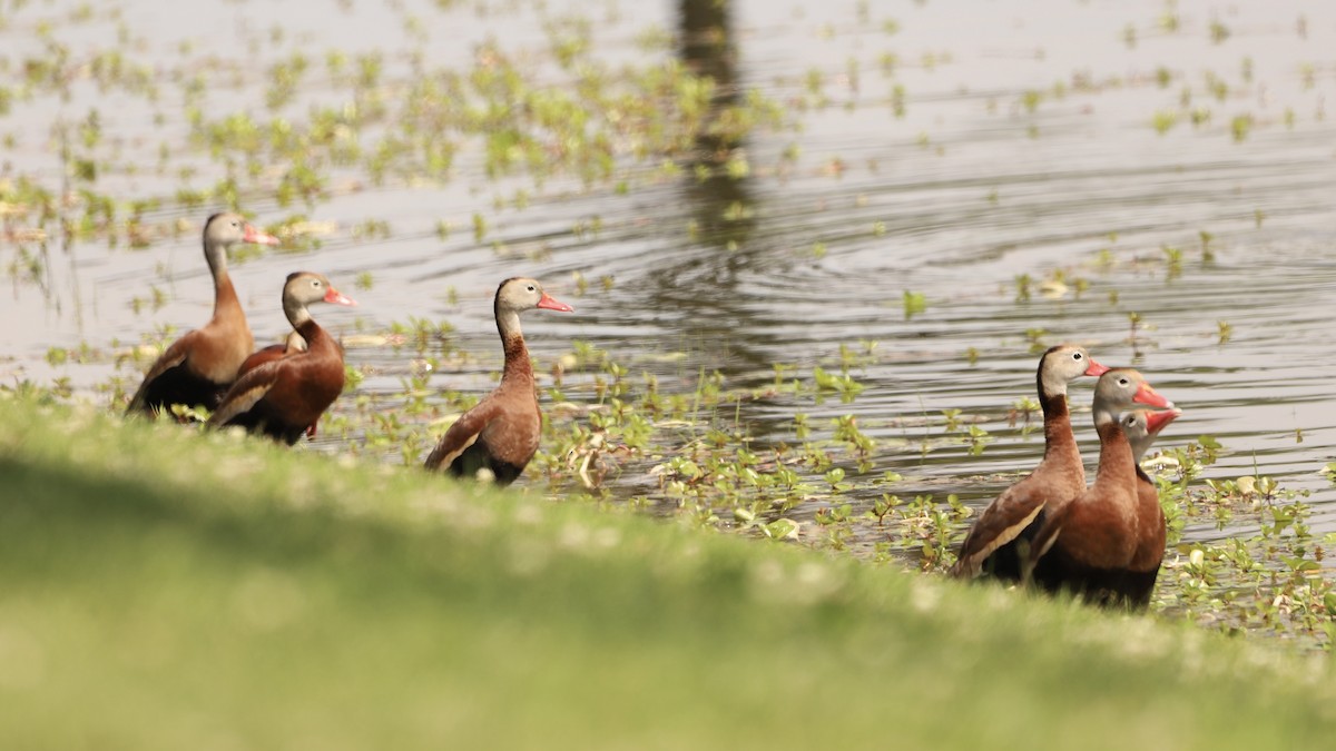 Black-bellied Whistling-Duck - Emily Gambone