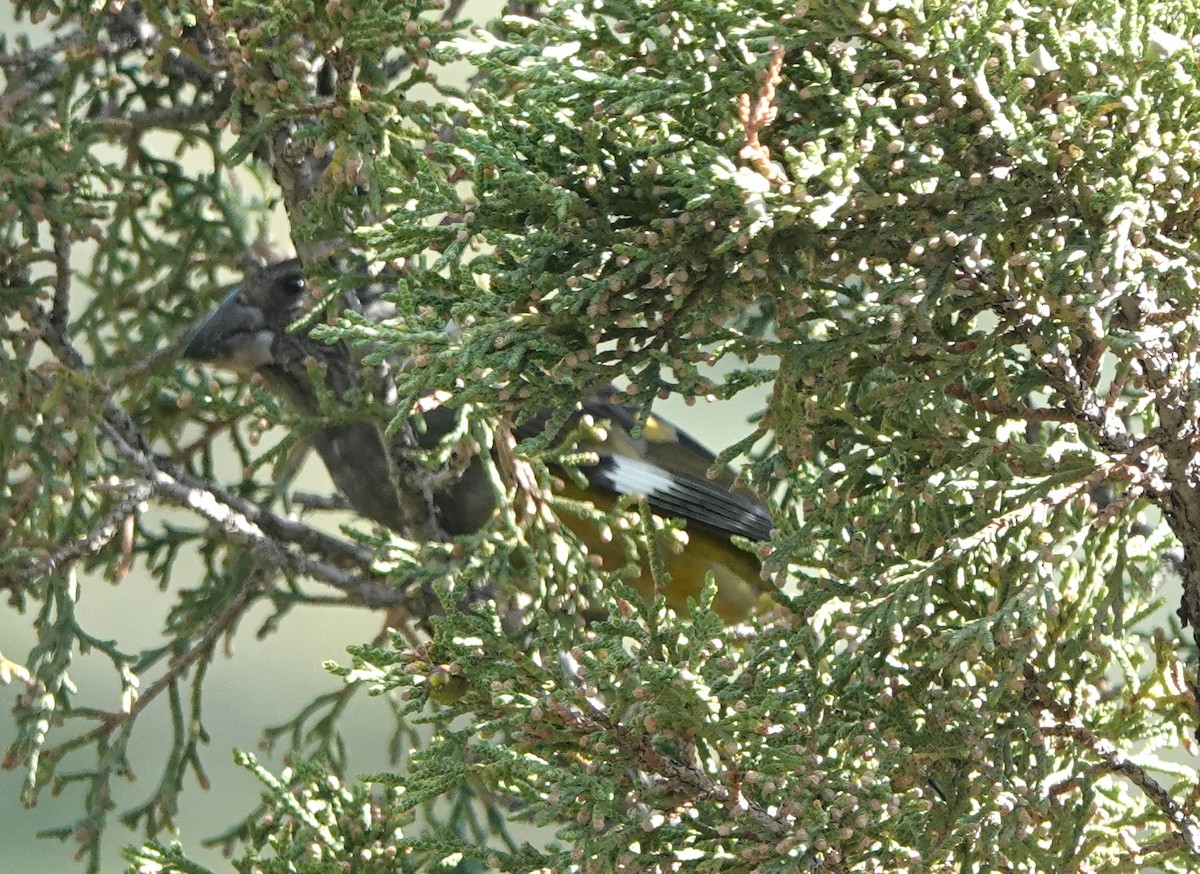 White-winged Grosbeak - Martin Pitt