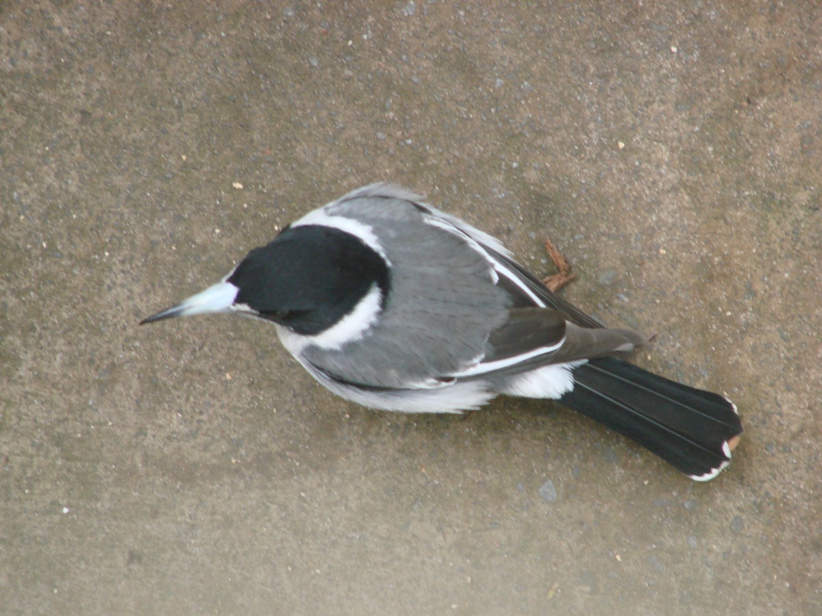 Gray Butcherbird - Andrew Bishop