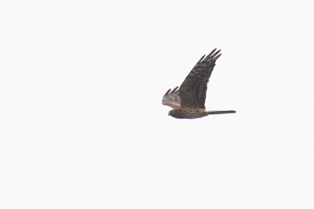 Montagu's Harrier - Bart Hoekstra