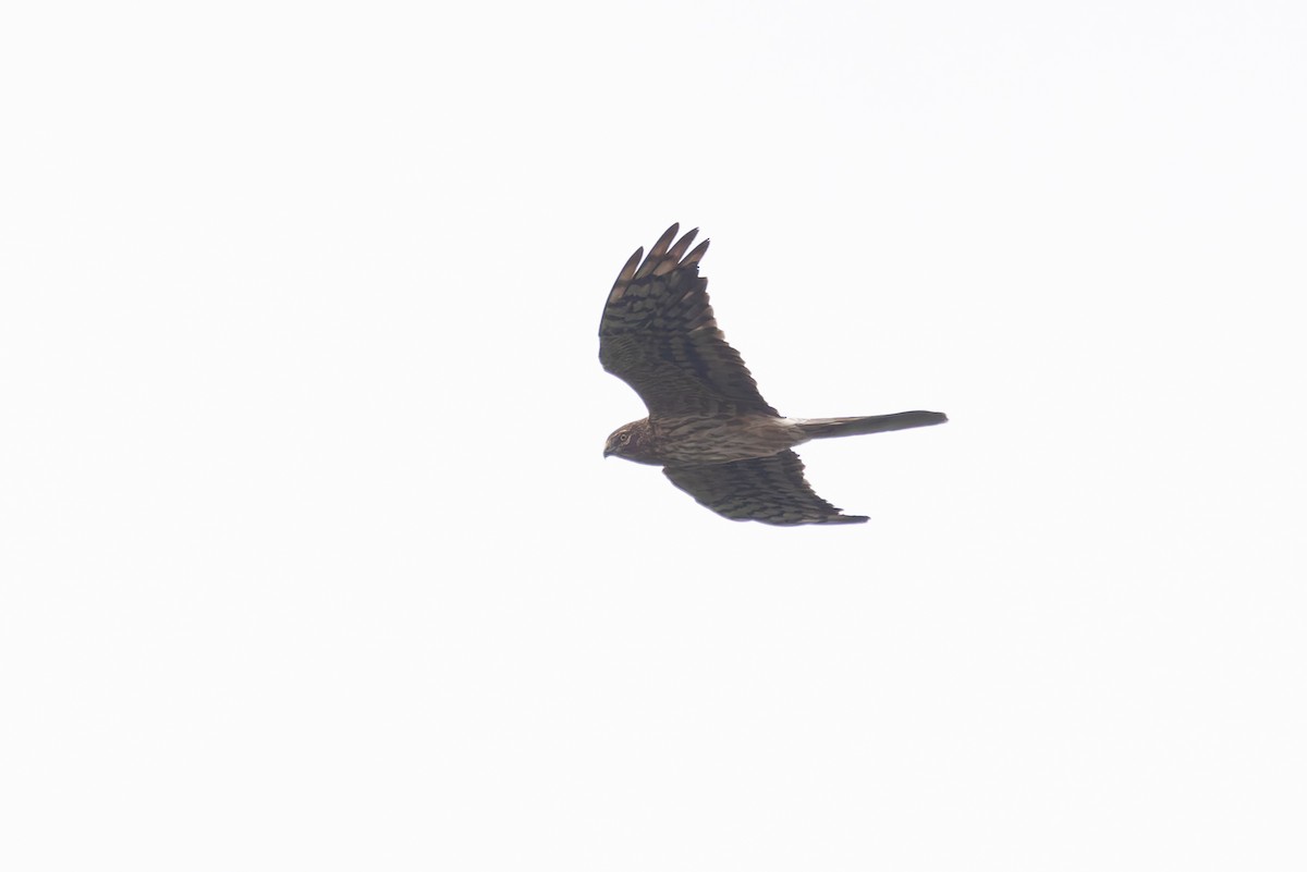 Montagu's Harrier - Bart Hoekstra