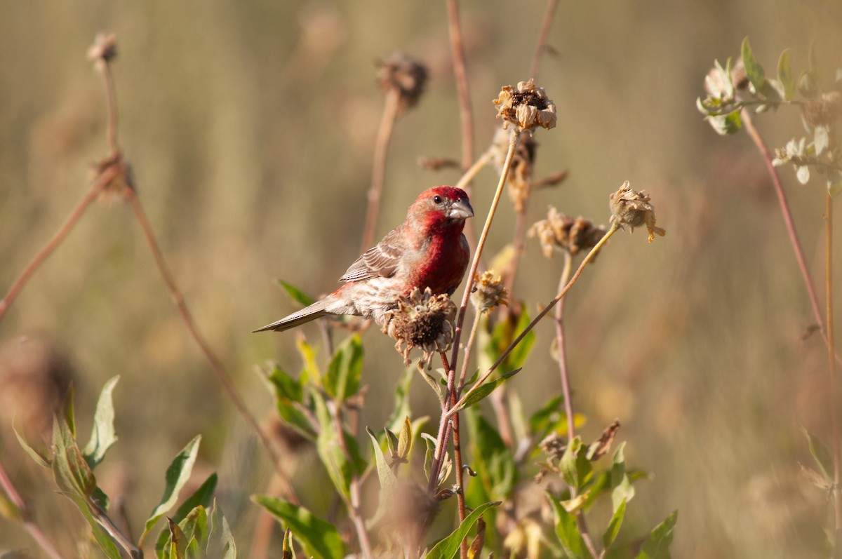 House Finch - Nikki Piedad