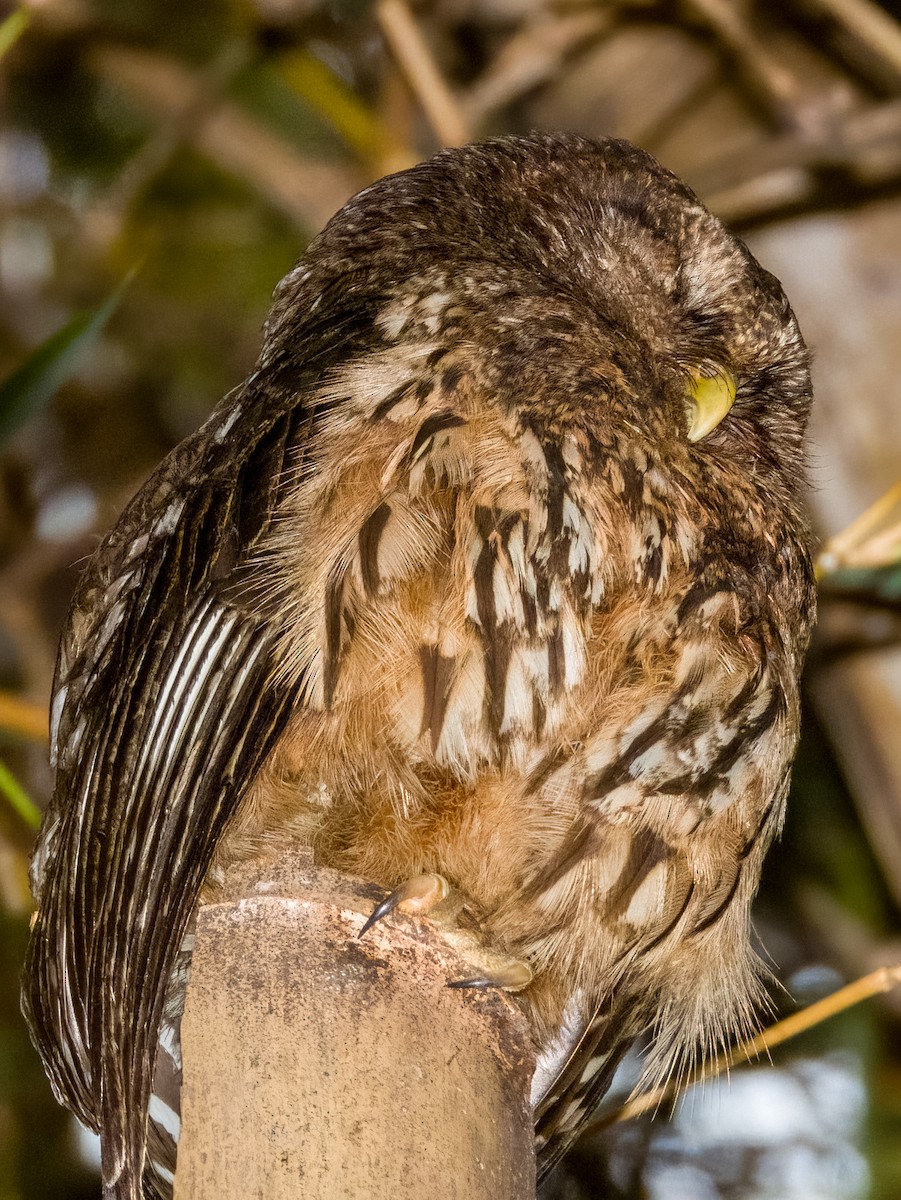 Mottled Owl - Imogen Warren
