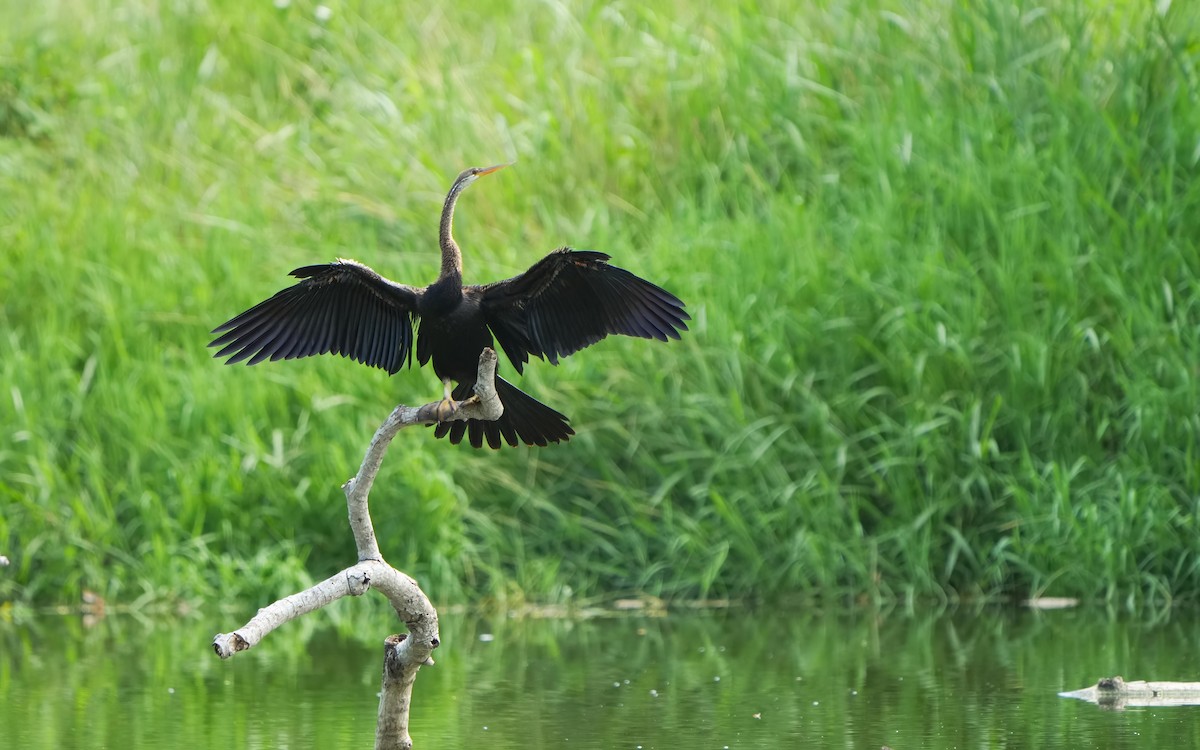 Oriental Darter - Edmond Sham