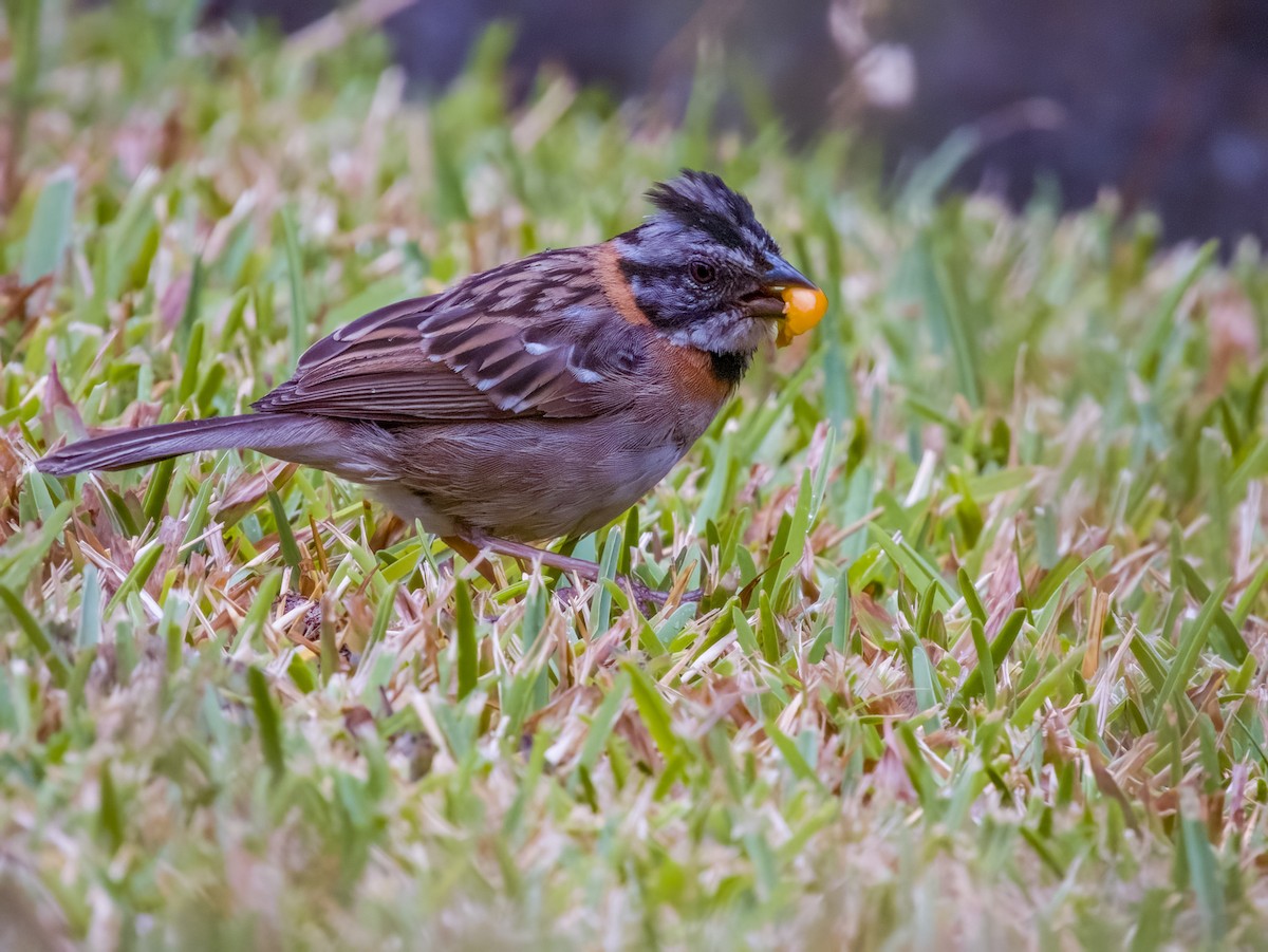 Rufous-collared Sparrow - Imogen Warren