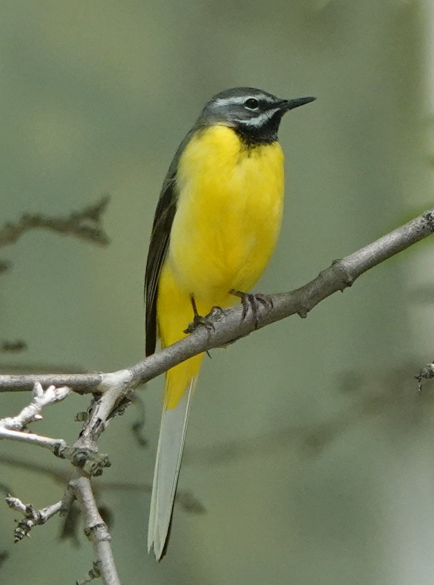 Gray Wagtail - Martin Pitt