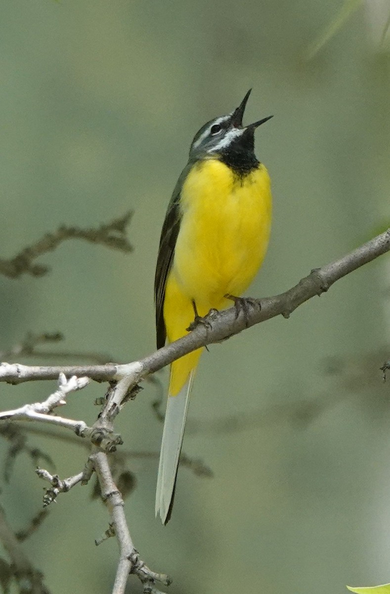 Gray Wagtail - Martin Pitt