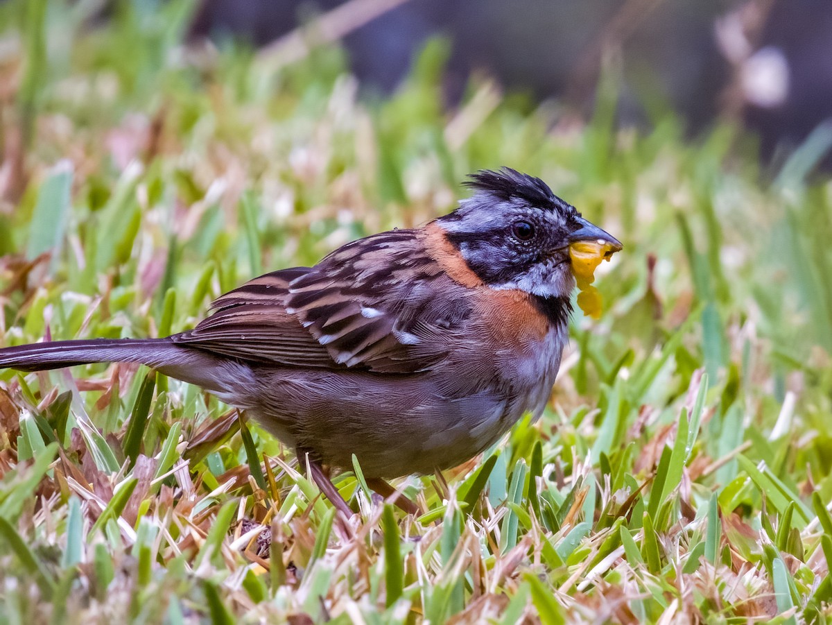 Rufous-collared Sparrow - Imogen Warren