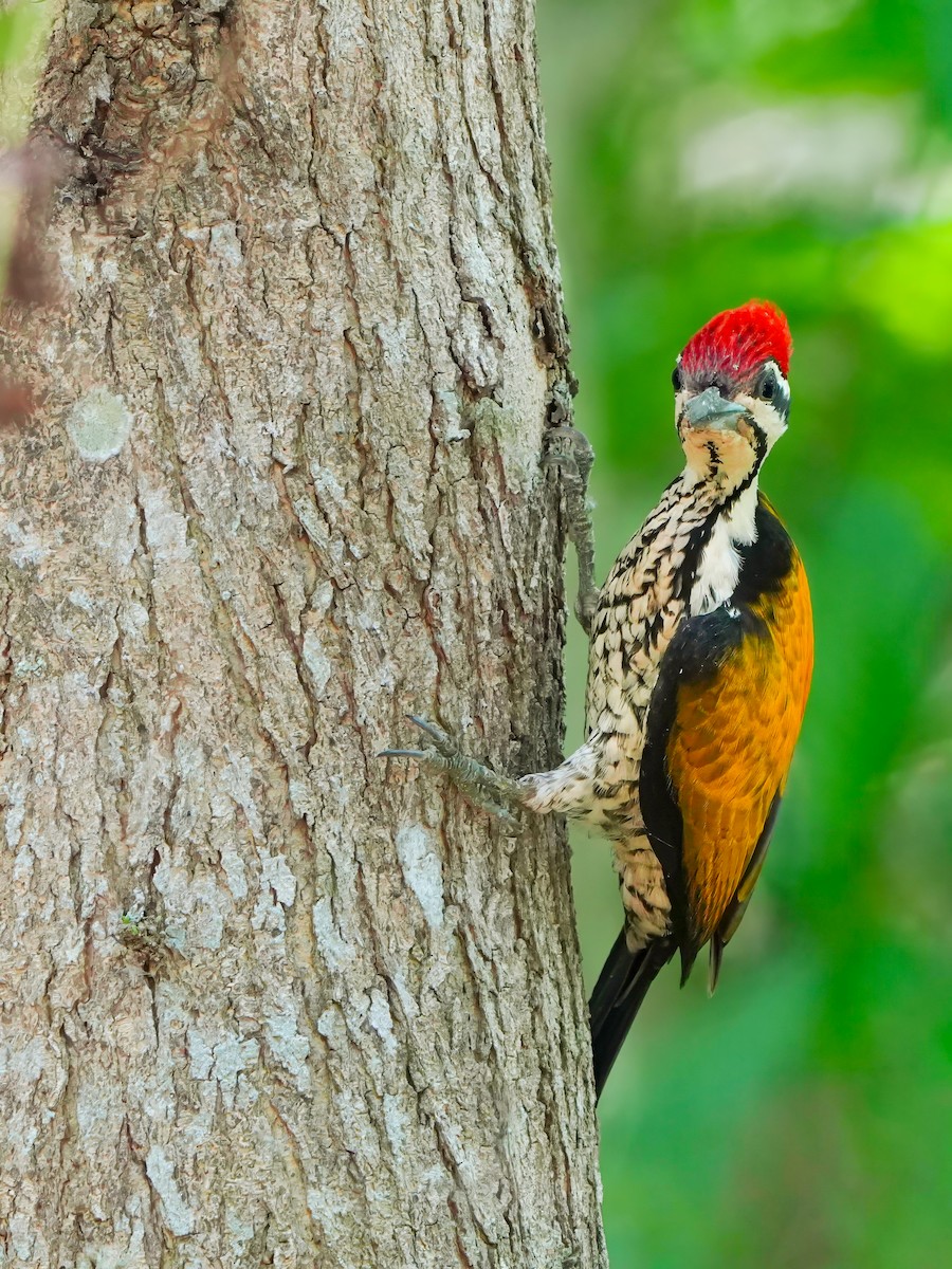 Common Flameback - Edmond Sham