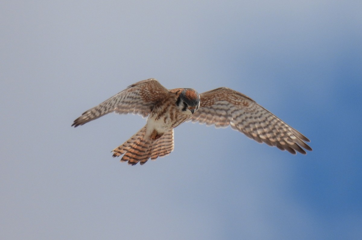 American Kestrel - ML619607124