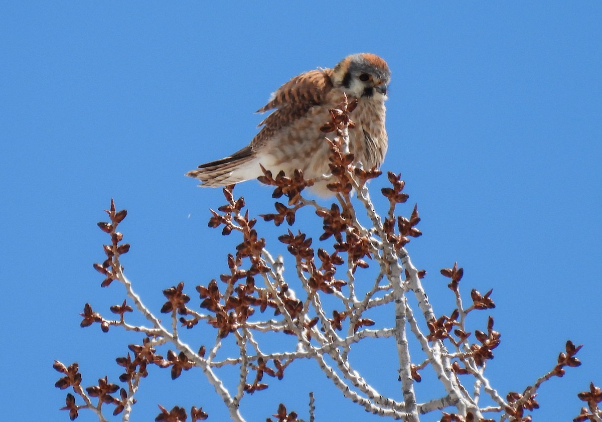 American Kestrel - ML619607125