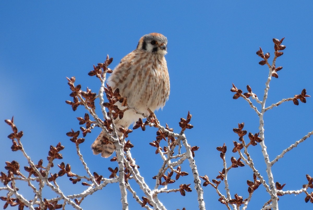 American Kestrel - ML619607127