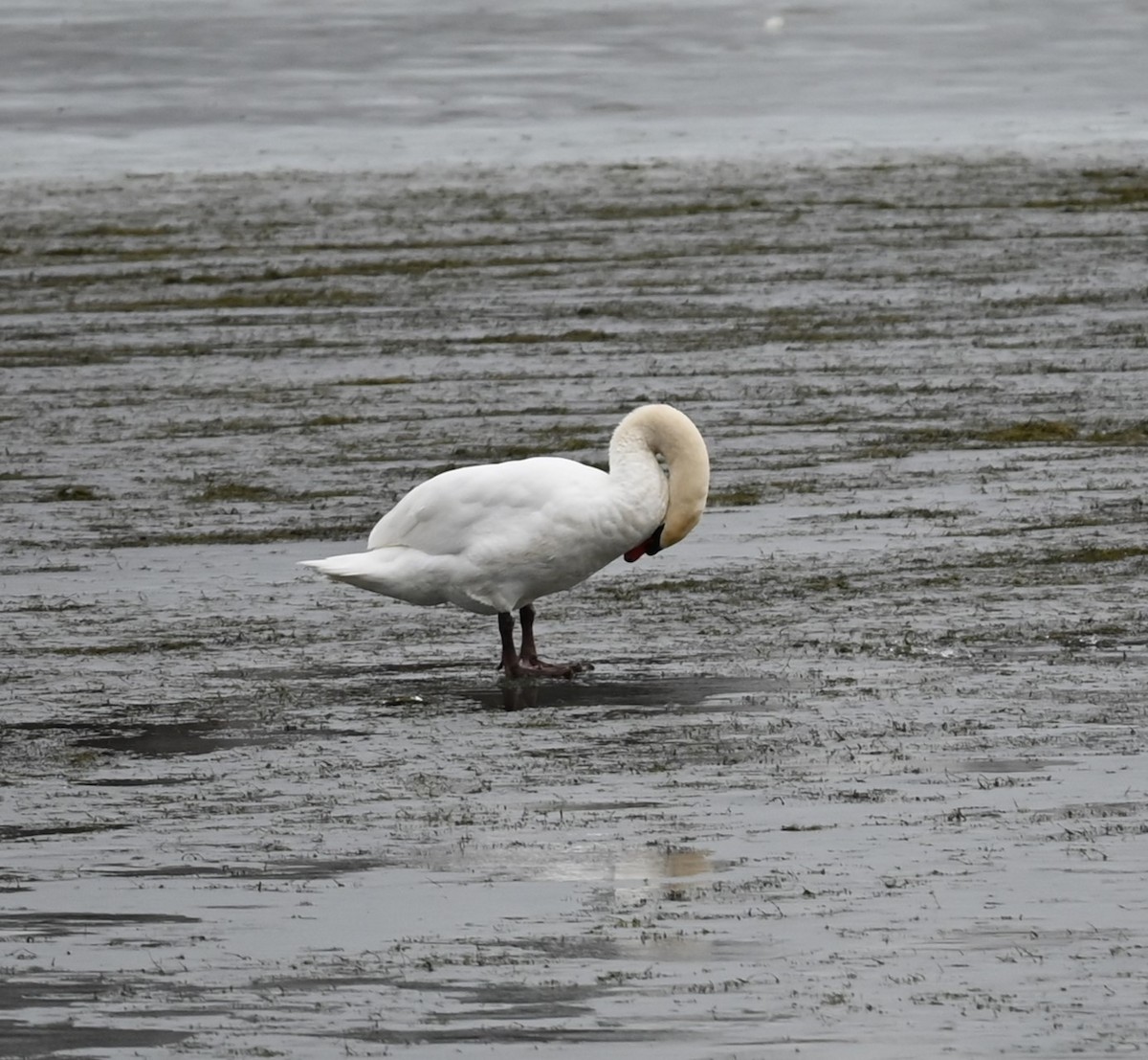 Mute Swan - Nicolle and H-Boon Lee