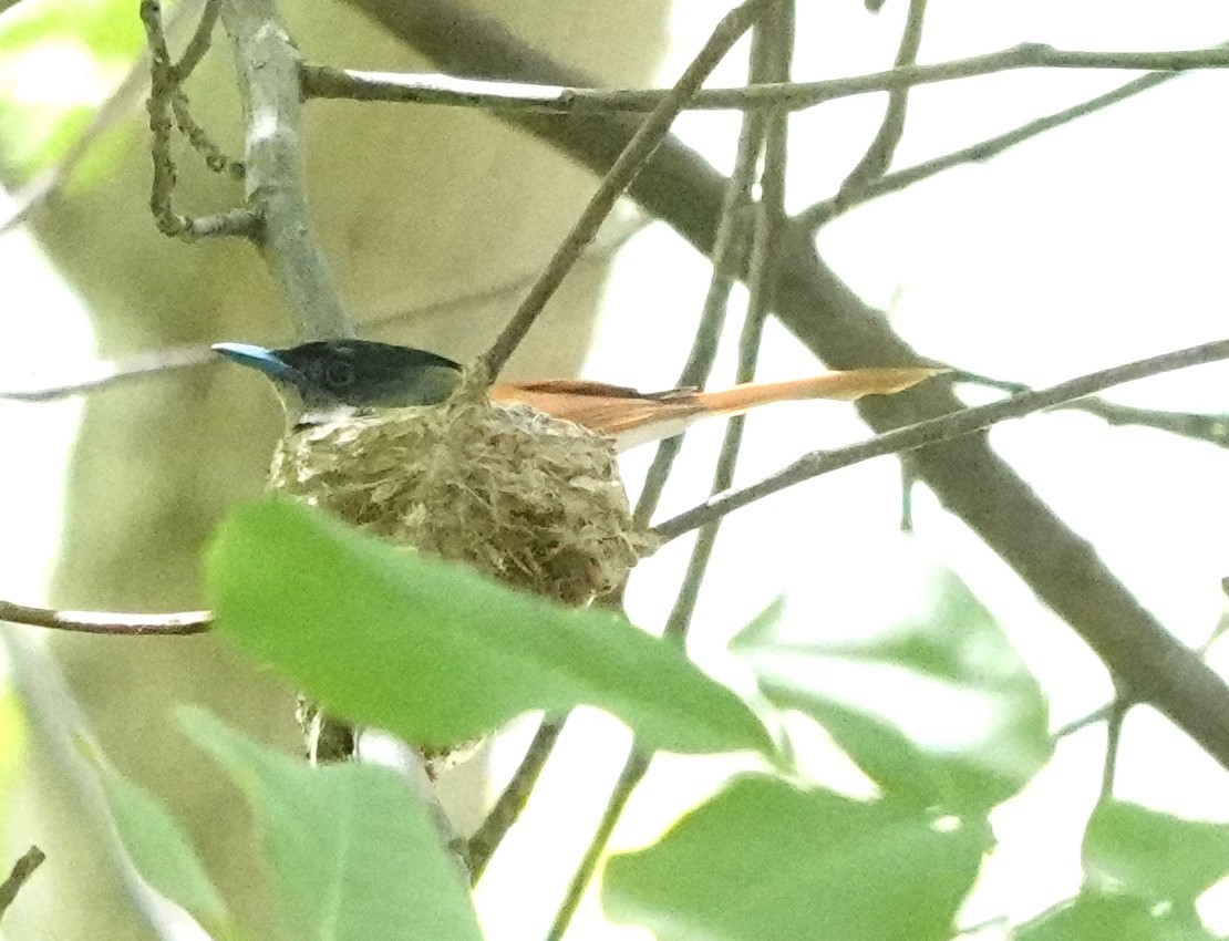 Indian Paradise-Flycatcher - Martin Pitt