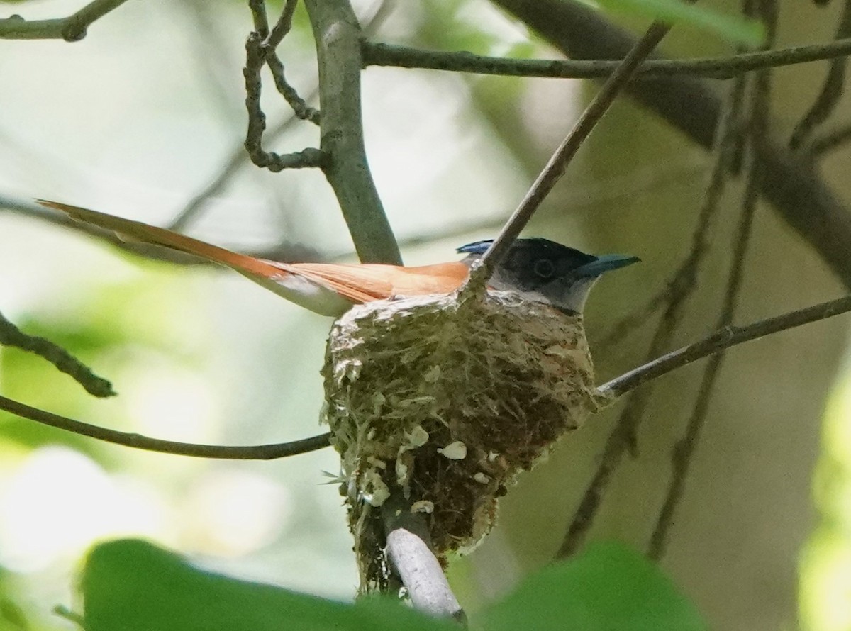 Indian Paradise-Flycatcher - Martin Pitt