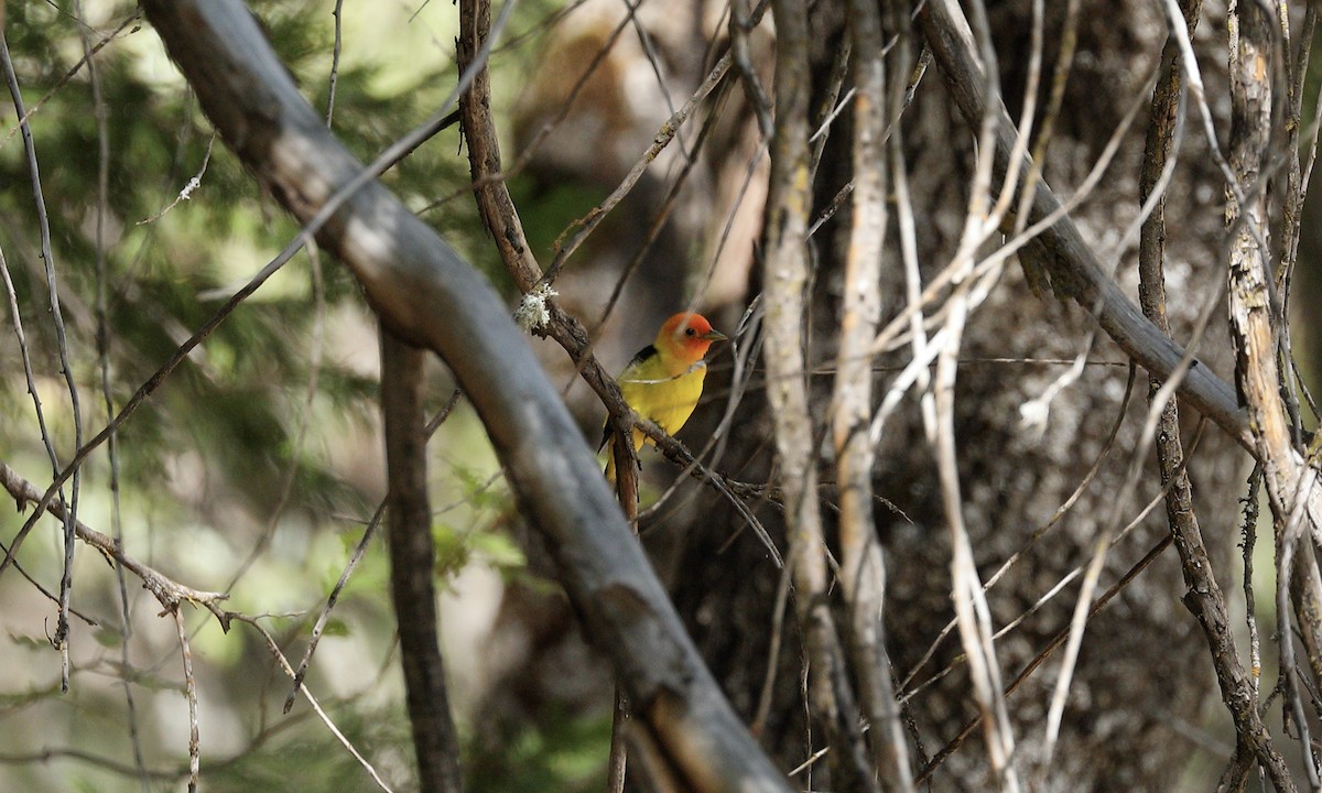 Western Tanager - Hampus Sandberg