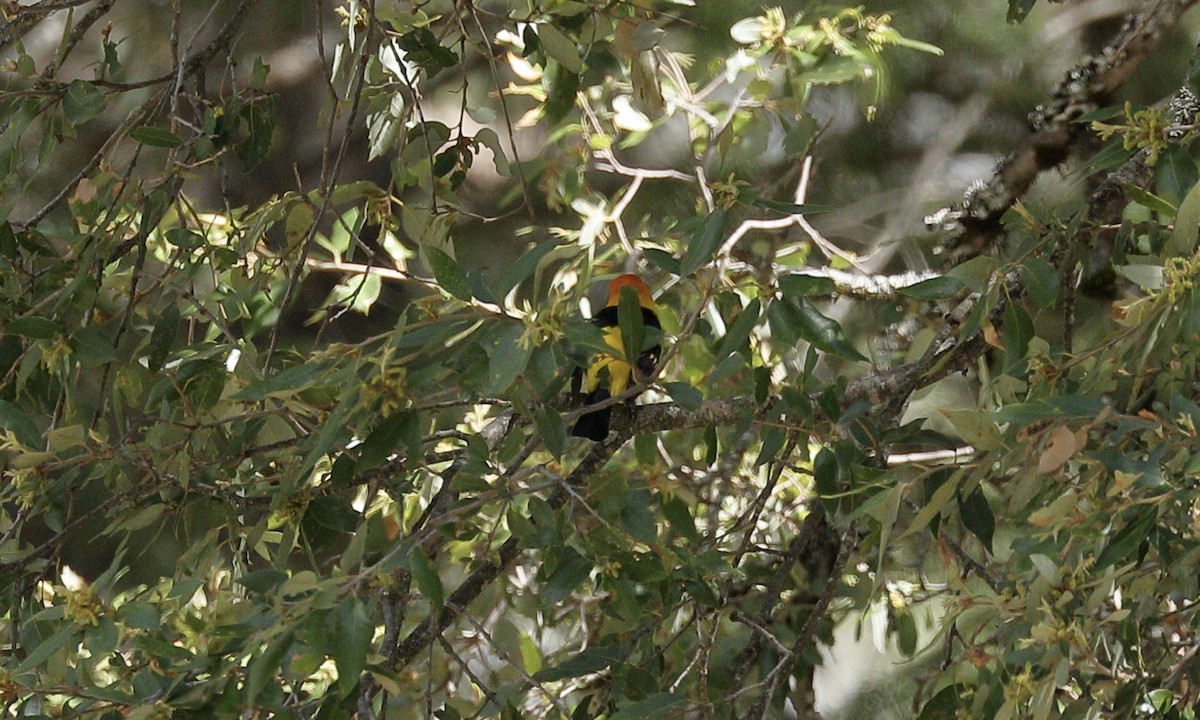 Western Tanager - Hampus Sandberg