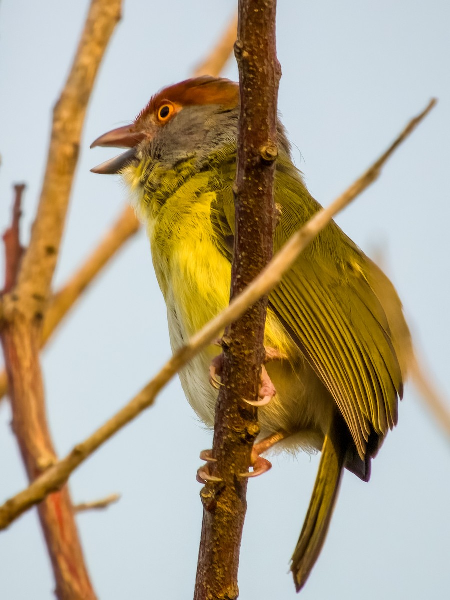 Kızıl Kaşlı Koca Vireo - ML619607136