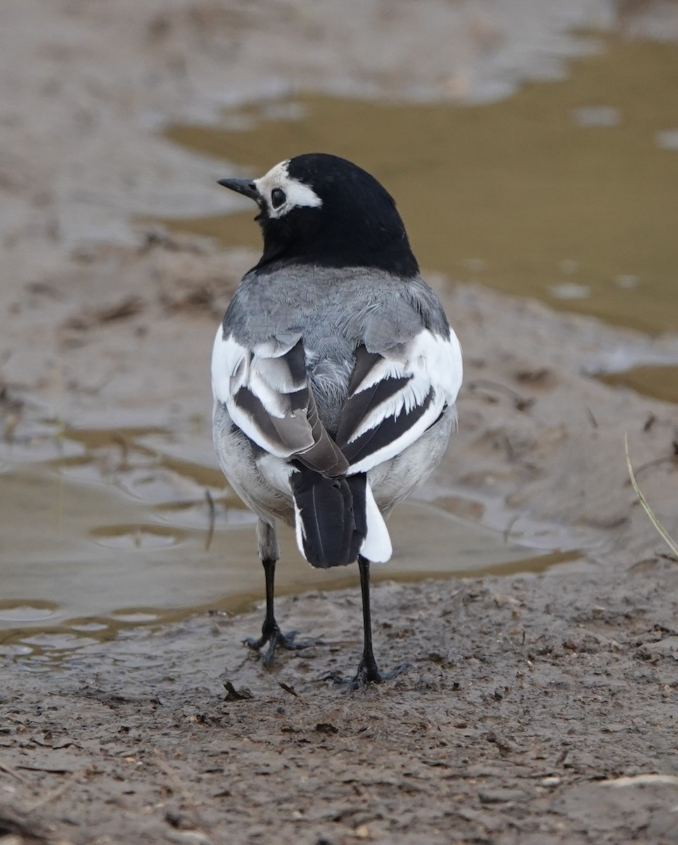 White Wagtail (Masked) - Martin Pitt