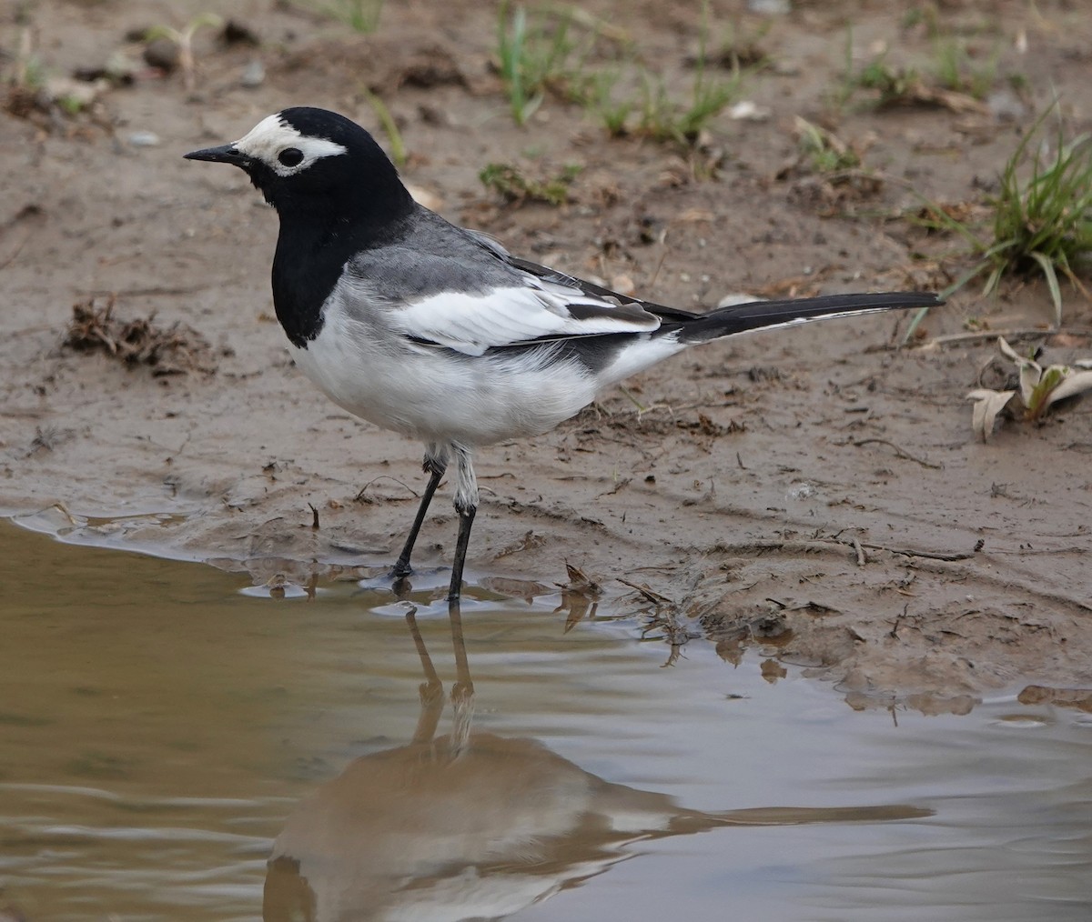 White Wagtail (Masked) - Martin Pitt