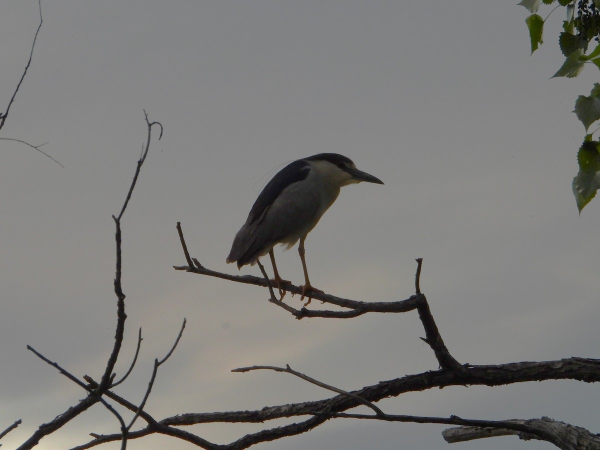 Black-crowned Night Heron - ML619607140