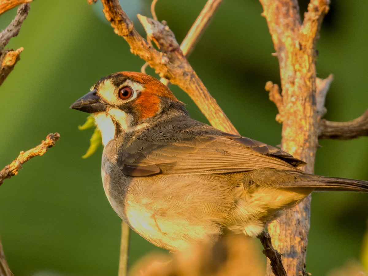 Cabanis's Ground-Sparrow - Imogen Warren