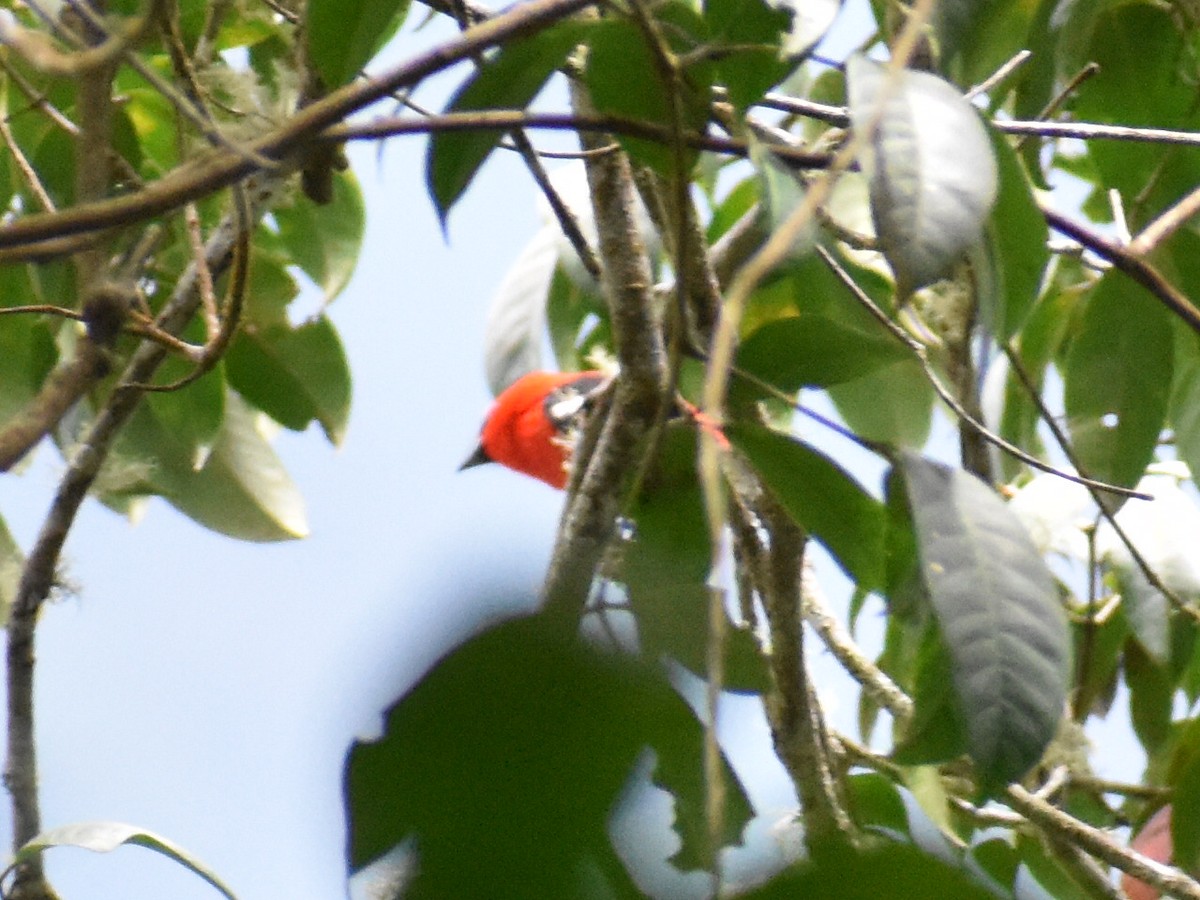 White-winged Tanager - Andres Martinez D