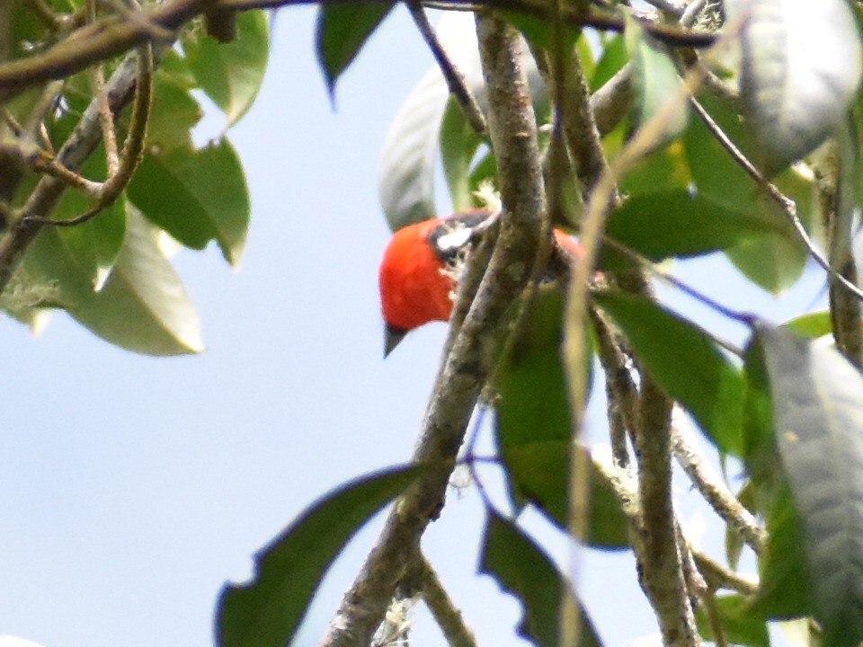 White-winged Tanager - Andres Martinez D