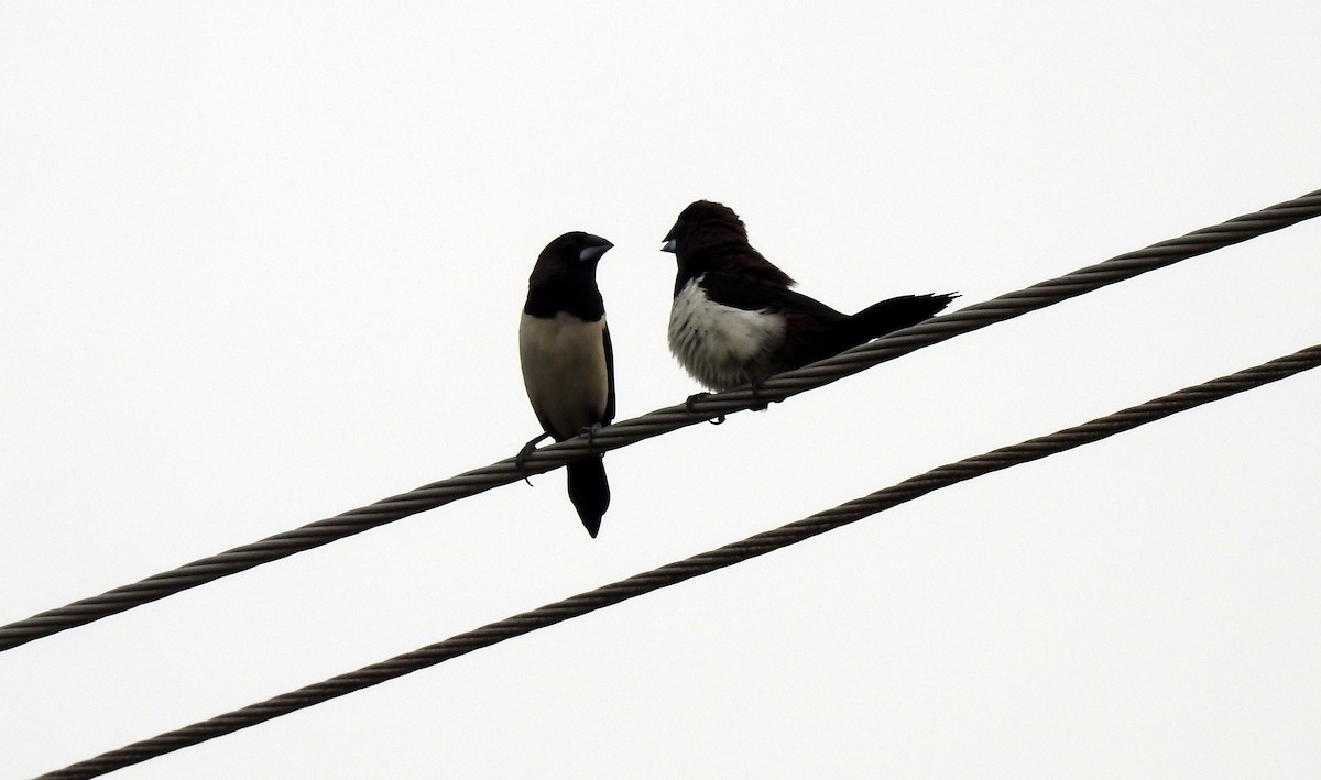 White-rumped Munia - Yousaf Olavilam