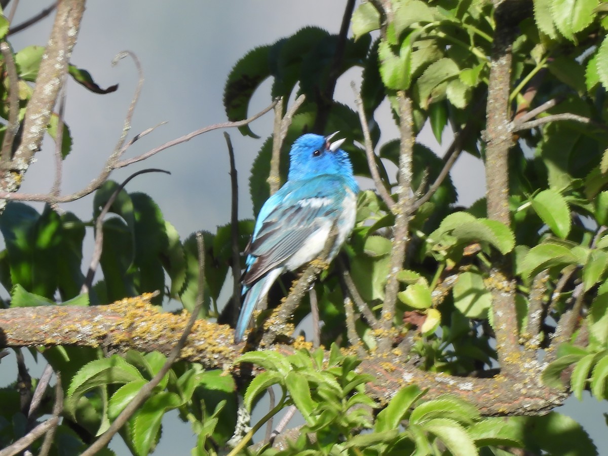 Lazuli x Indigo Bunting (hybrid) - Zac Denning