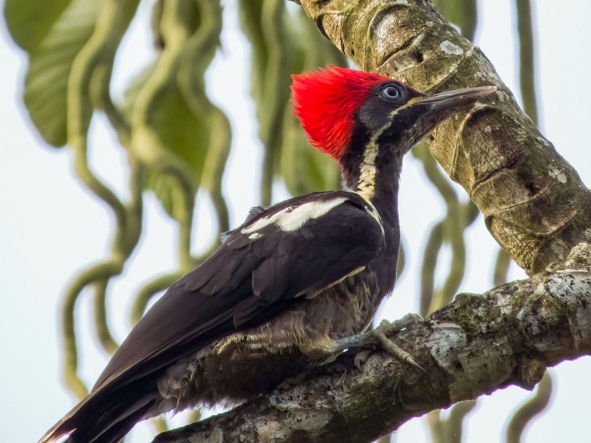 Lineated Woodpecker - Imogen Warren