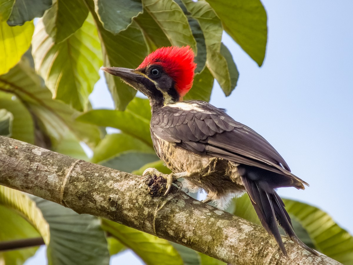 Lineated Woodpecker - Imogen Warren