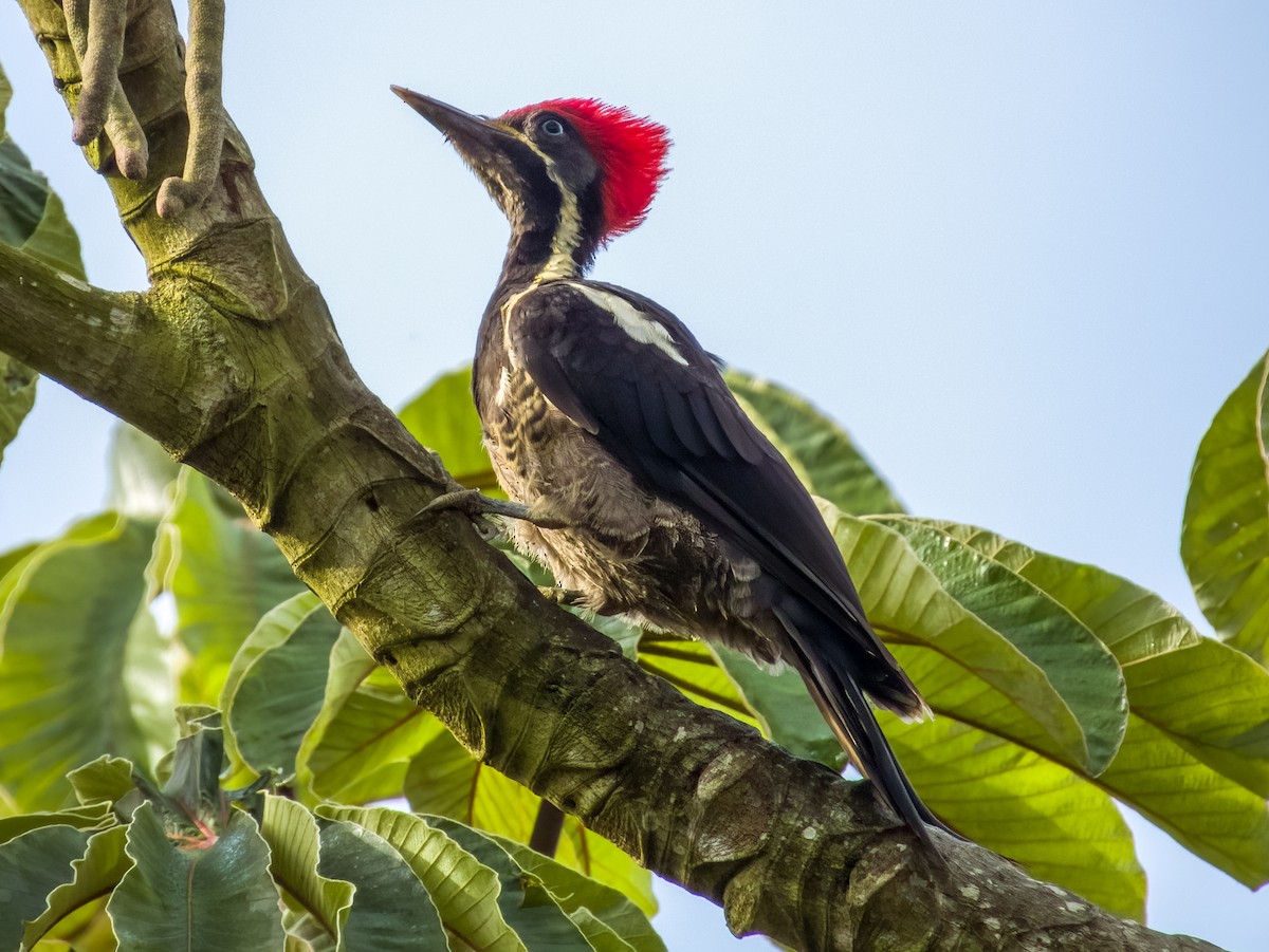 Lineated Woodpecker - Imogen Warren