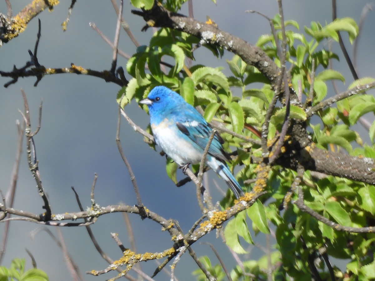 Lazuli x Indigo Bunting (hybrid) - Zac Denning