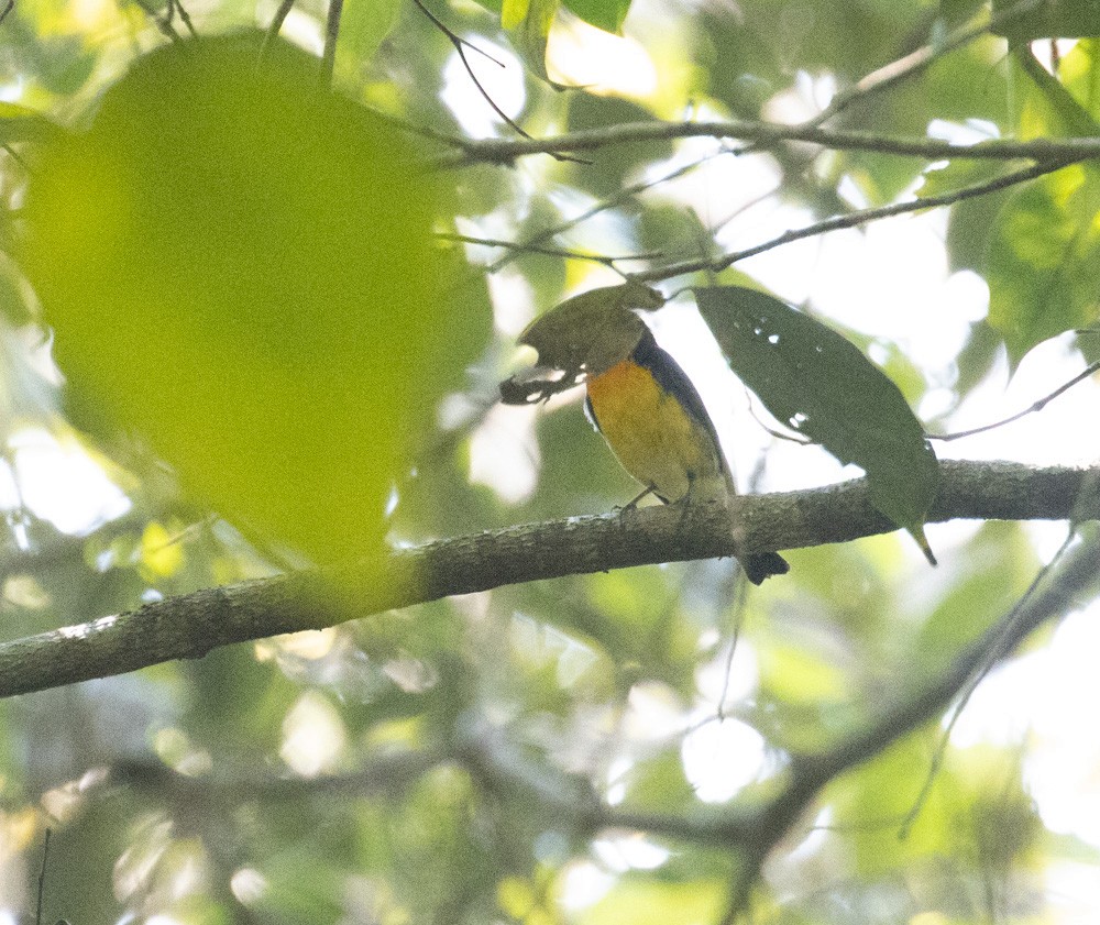 Narcissus Flycatcher - ML619607176