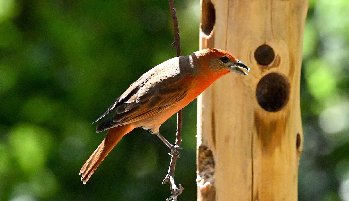 Hepatic Tanager - Tim Saylor