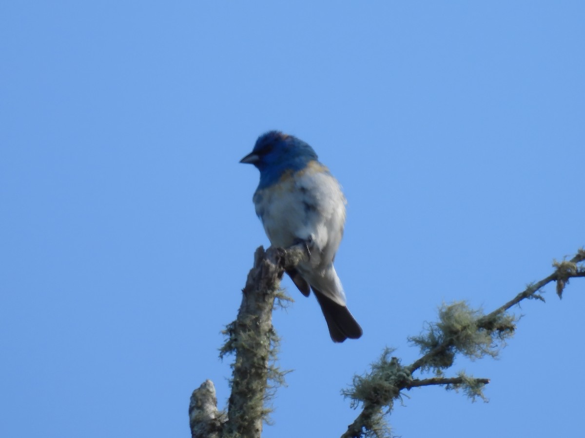 Lazuli x Indigo Bunting (hybrid) - Zac Denning