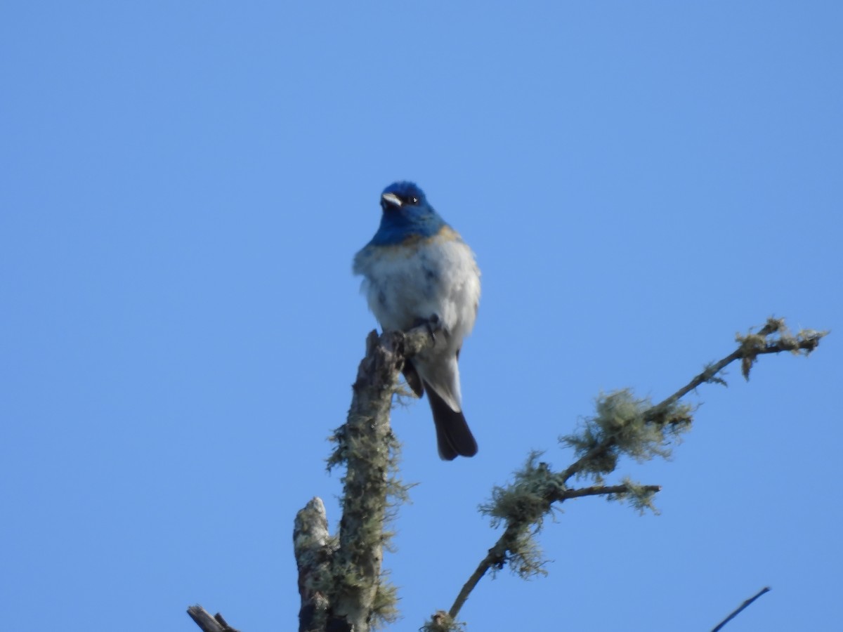 Lazuli x Indigo Bunting (hybrid) - Zac Denning