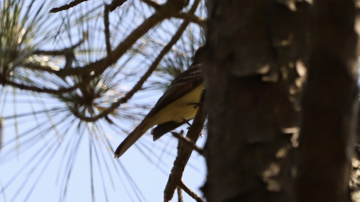 Great Crested Flycatcher - Emily Gambone