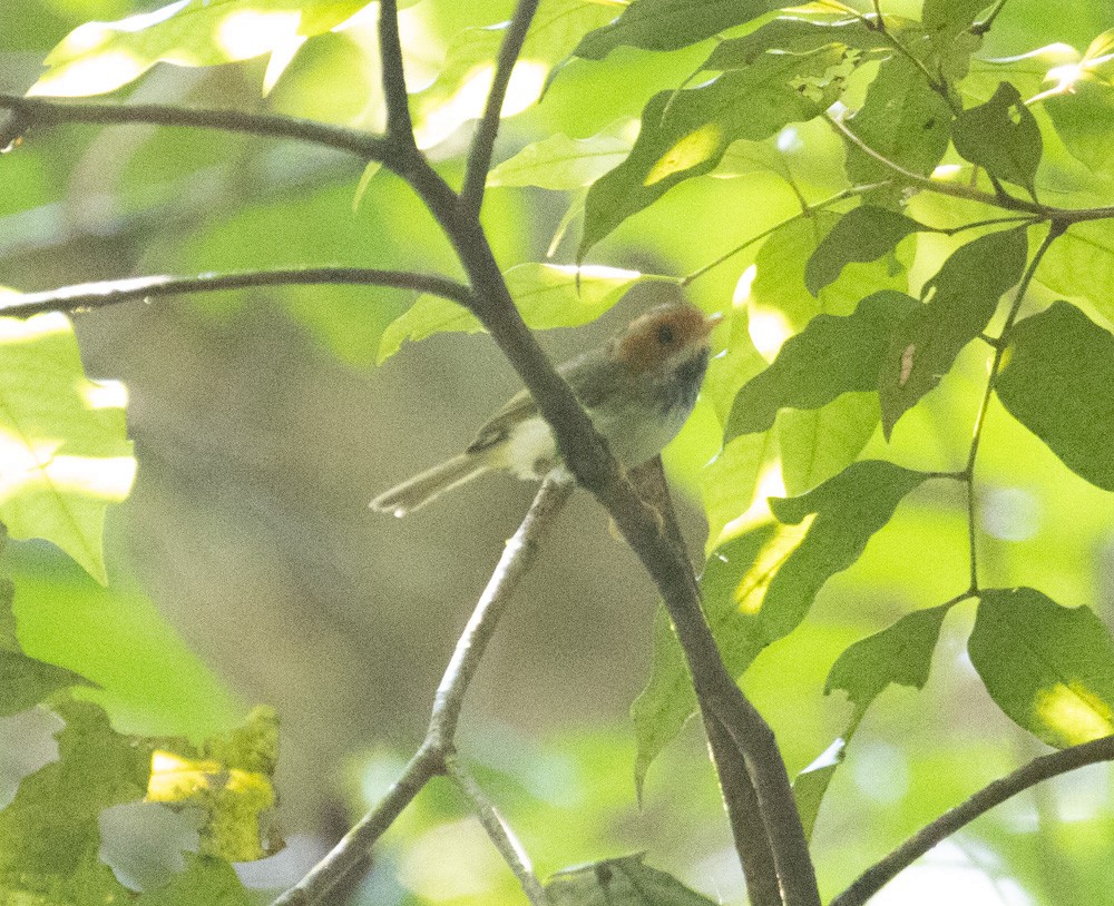 Rufous-faced Warbler - Lindy Fung