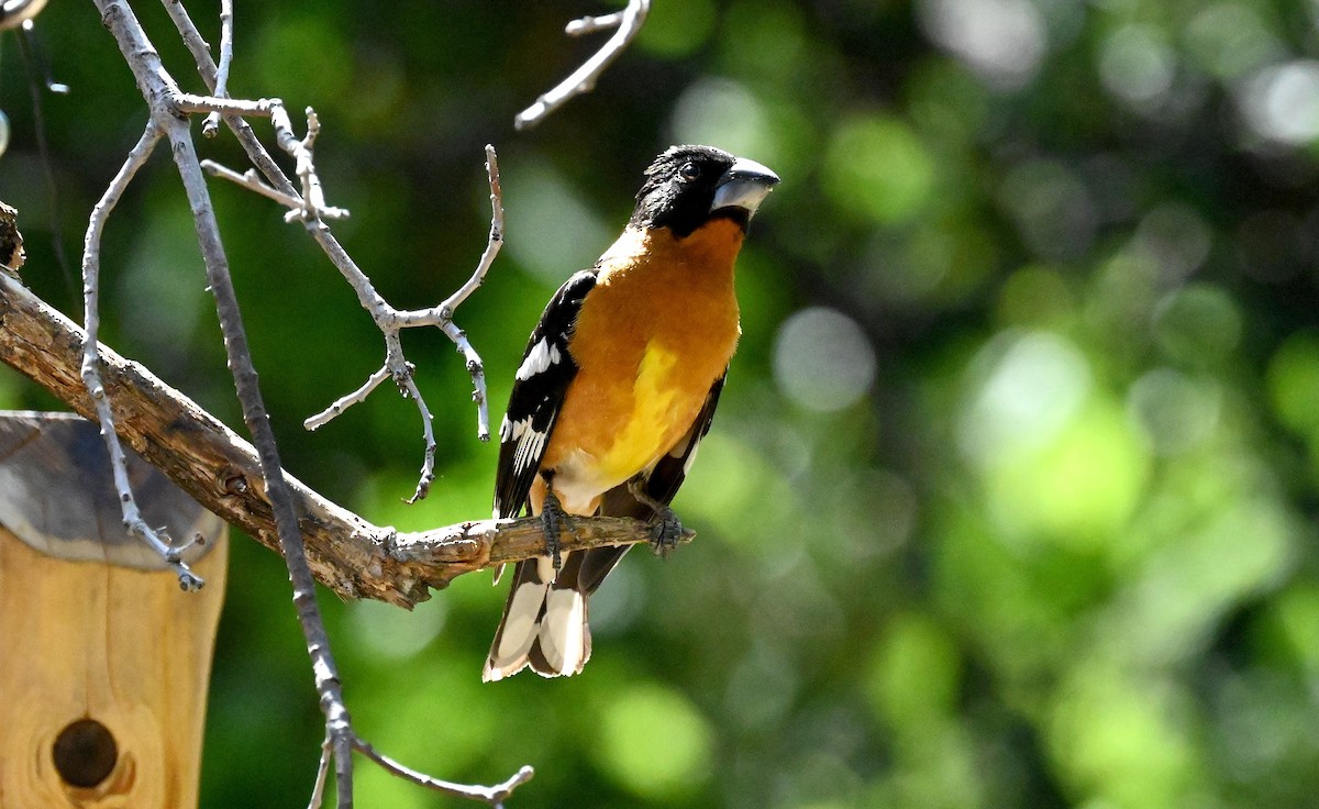 Black-headed Grosbeak - Tim Saylor