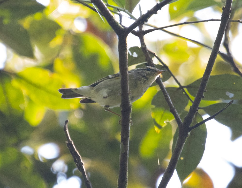 Yellow-browed Warbler - Lindy Fung