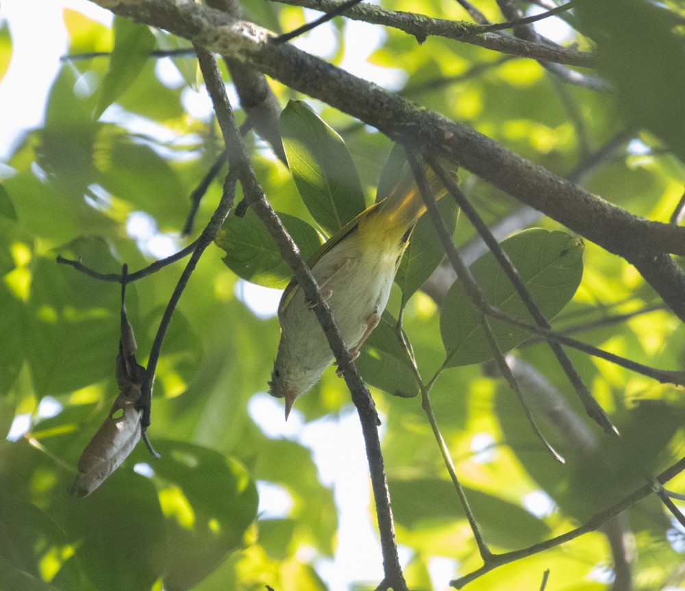 Yuhina Ventriblanca - ML619607190