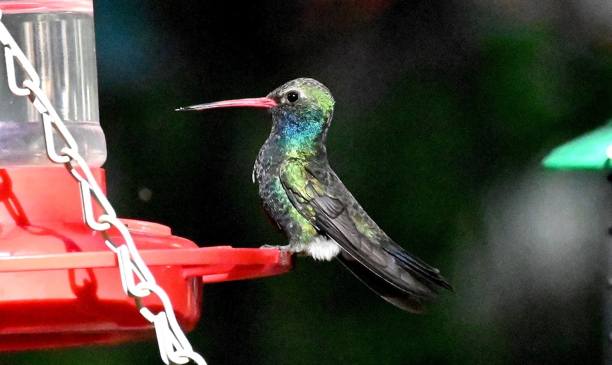 Broad-billed Hummingbird - Tim Saylor