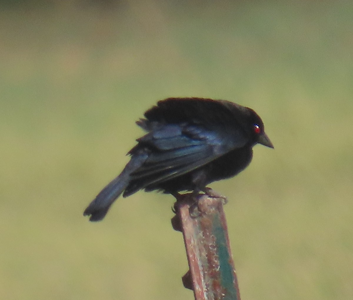 Bronzed Cowbird - Brad Banner