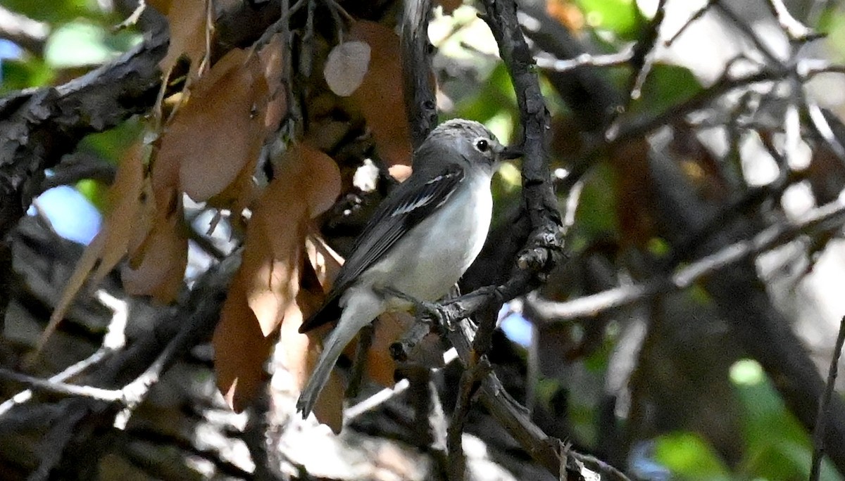 Plumbeous Vireo - Tim Saylor