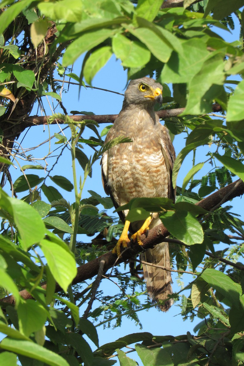 Roadside Hawk - Aneth Pérez