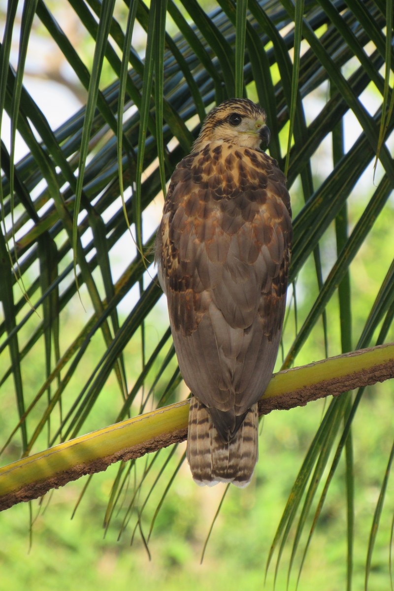 Common Black Hawk - Aneth Pérez