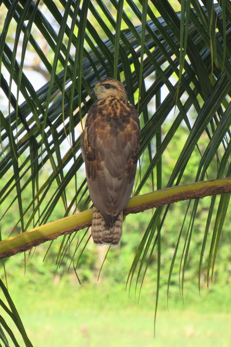 Common Black Hawk - Aneth Pérez